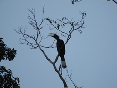 Anthracoceros malayanus