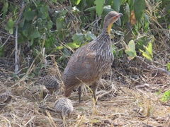 Pternistis leucoscepus