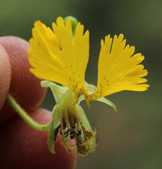 Tropaeolum peregrinum