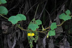 Tropaeolum peregrinum
