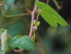 Tropaeolum peregrinum