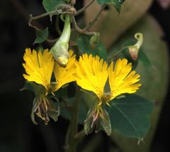 Tropaeolum peregrinum