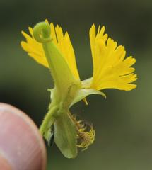 Tropaeolum peregrinum