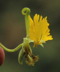 Tropaeolum peregrinum