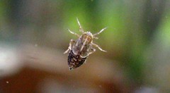 Ribautodelphax albostriata