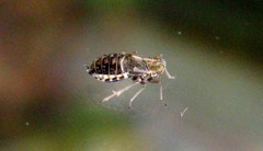 Ribautodelphax albostriata