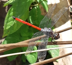 Lathrecista asiatica