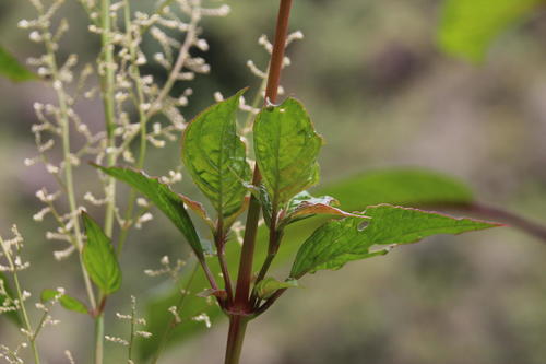 Juba's Bush