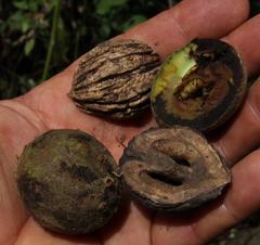 Juglans neotropica
