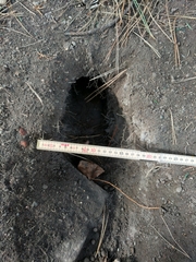 Oryctolagus cuniculus