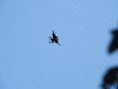 Gasteracantha diardi