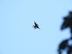 Gasteracantha diardi