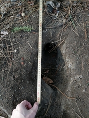 Oryctolagus cuniculus