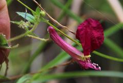 Cuphea cordata