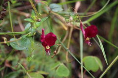 Cuphea cordata