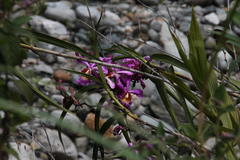 Sobralia dichotoma
