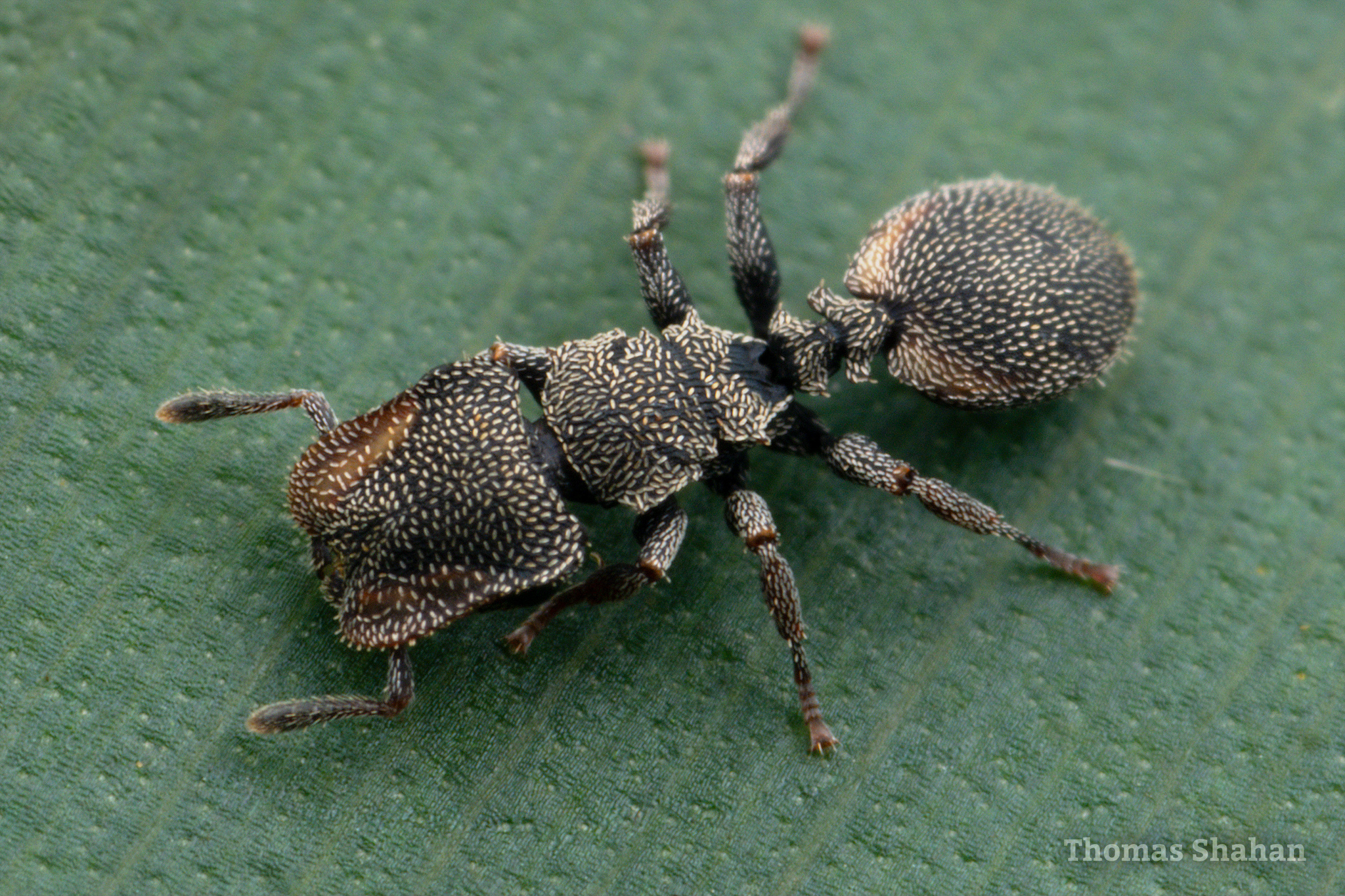 Cephalotes coffeae