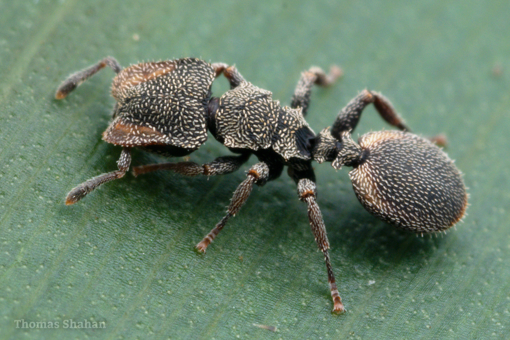 Coffeae-group Turtle Ants