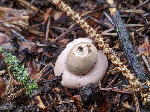 Geastrum saccatum (Photo 3 of 4)
