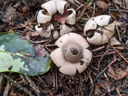 Geastrum saccatum (Photo 4 of 4)