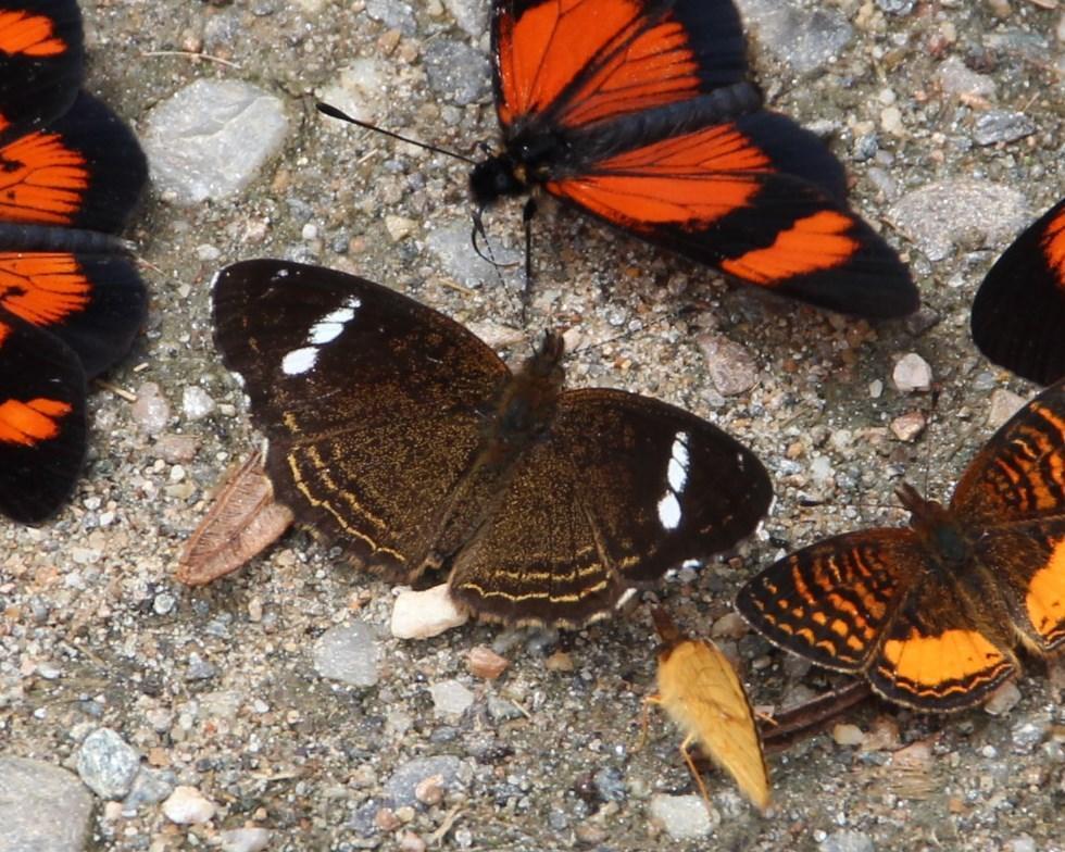 Telenassa delphia