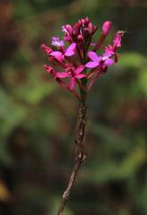 Epidendrum secundum