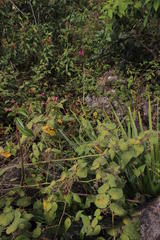 Epidendrum secundum