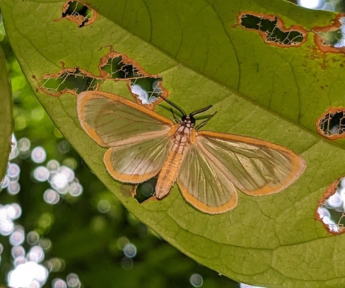 Hyalurga modesta