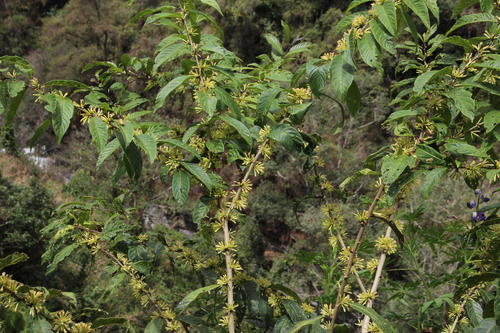 Cestrum conglomeratum (Cestrum conglomeratum)