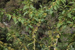 Cestrum conglomeratum