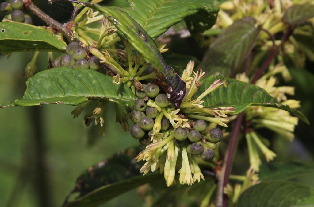 Cestrum conglomeratum