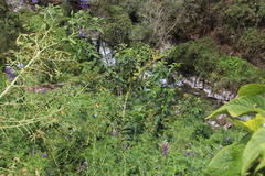 Cestrum conglomeratum