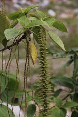 Acalypha peruviana