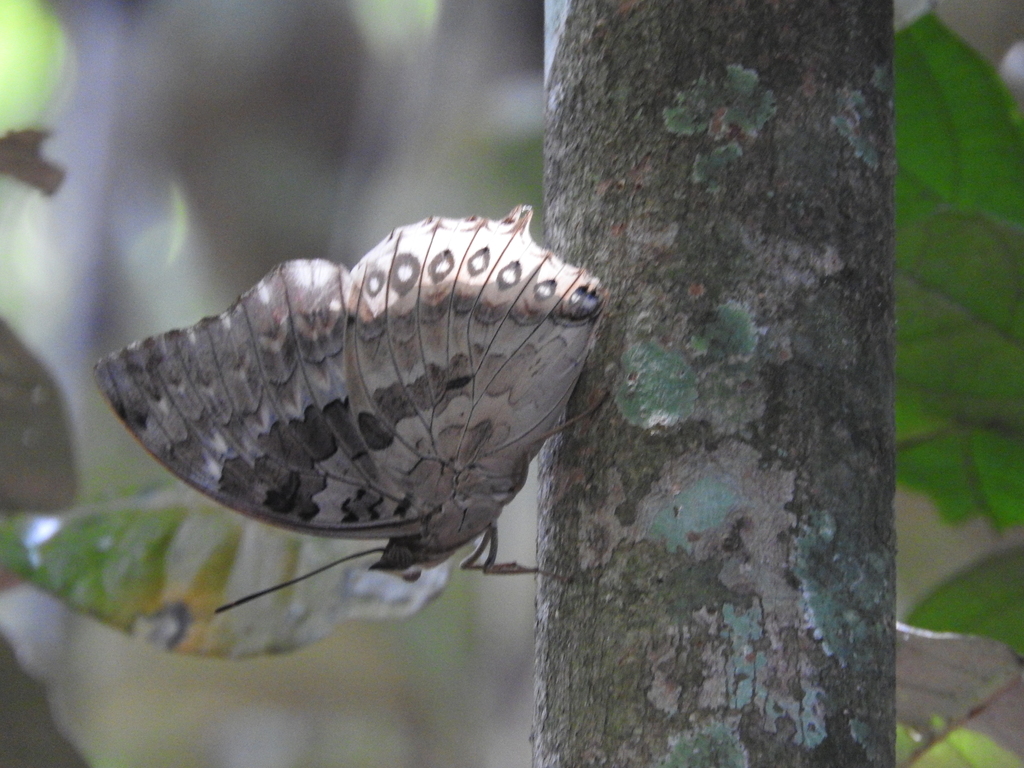 Charaxes durnfordi