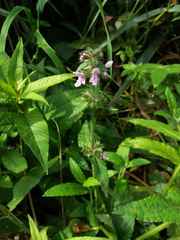 Stachys aspera