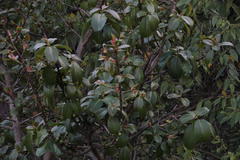 Ficus panurensis