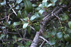 Ficus panurensis