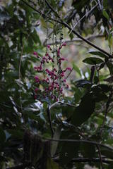 Centropogon urubambae