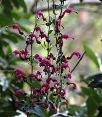 Centropogon urubambae