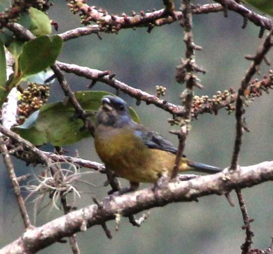 Blue-and-yellow Tanager (Green-mantled)