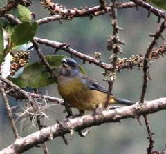 Rauenia bonariensis darwinii