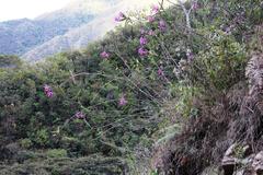 Sobralia dichotoma