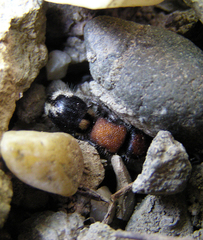 Ronisia brutia