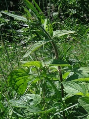 Stachys aspera