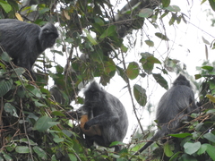 Trachypithecus cristatus