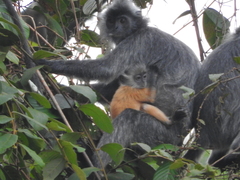 Trachypithecus cristatus