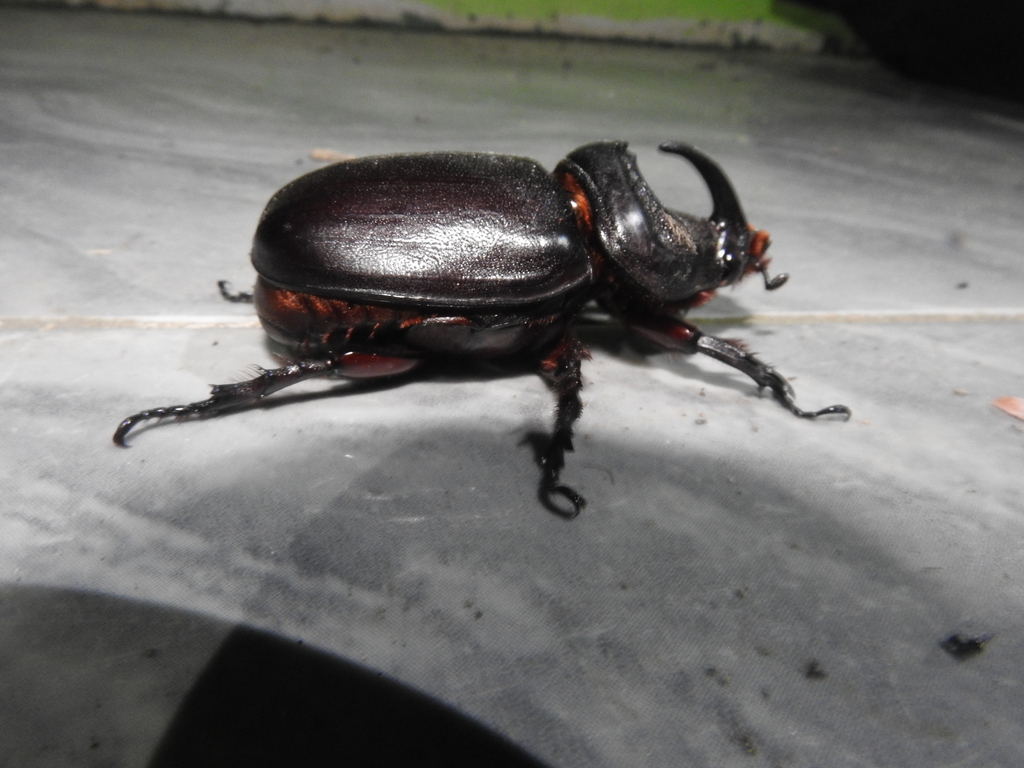 Malaysian Rhinoceros Beetle