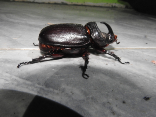 Malaysian Rhinoceros Beetle