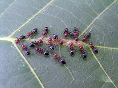 Crematogaster schmidti