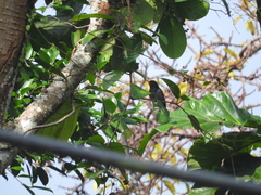 Chrysococcyx xanthorhynchus